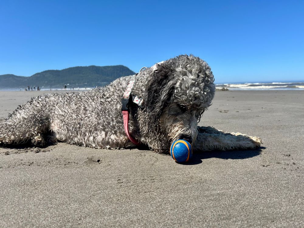 A wet, gray bernadoodle lying on packed sand beach sniffing a blue and orange ball. Surf and a headland in the background. The sky is cloudless.