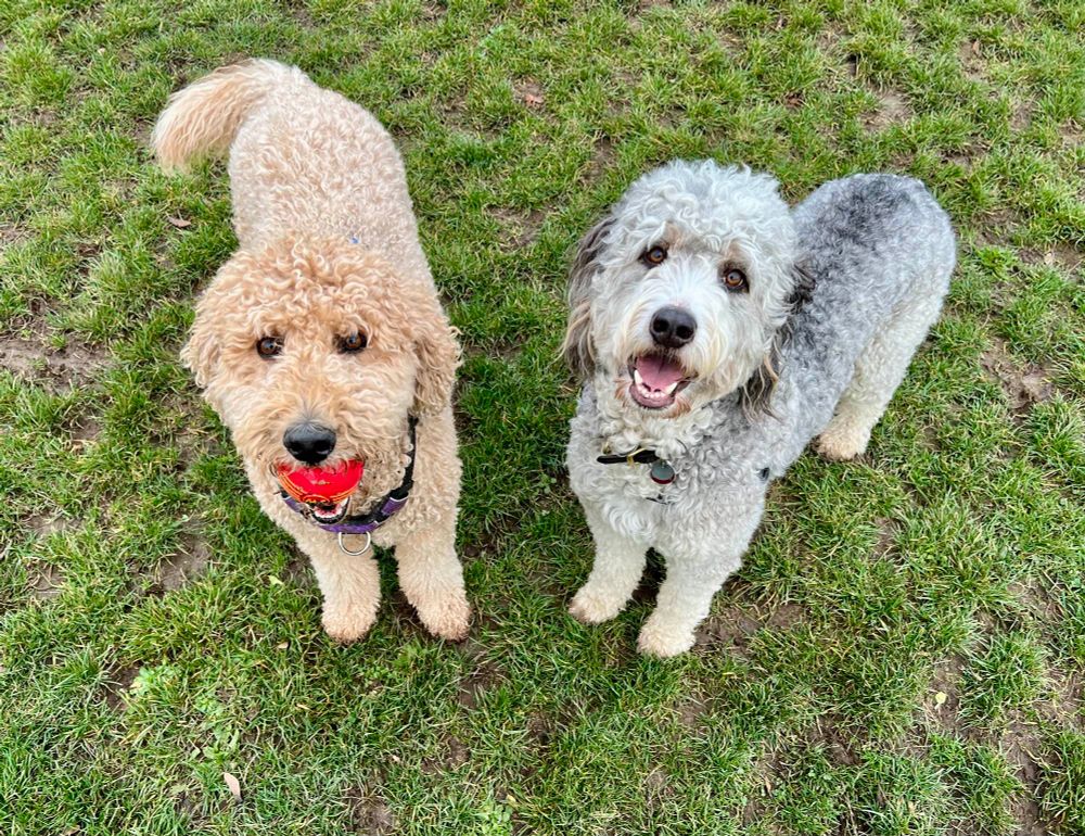Queso, a blonde labradoodle standing next to me with the red squeaky ball in his mouth.