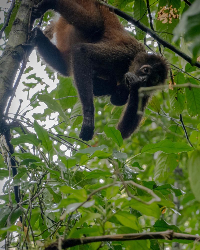A howler monkey in Corcovado National Park, Costa Rica.