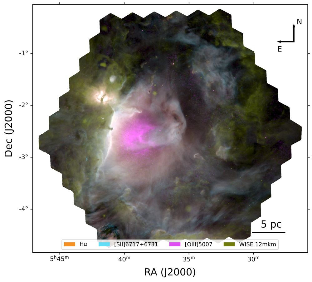 This image shows the Orion Nebula as observed by Local Volume Mapper, and published in Kreckel et al. 2024 (https://ui.adsabs.harvard.edu/abs/2024A%26A...689A.352K/abstract). Different emission lines (hydrogen, silicon and oxygen) are represented with different colour, tracing the ionisation structure of the nebula, carving a bubble in the surrounding dense gas shown by WISE 12micrometer imaging. The ionized gas emission traces wispy, filamentary structures and dusty eroding clouds and clumps. Figure taken from https://www.sdss.org/dr19/lvm/about/.
