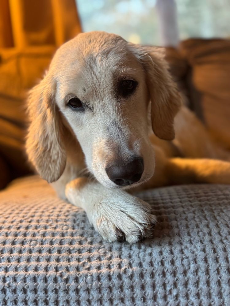 A fluffy, white, freshly bathed, six month old golden retriever. She has the guilty look of a dog who just killed a chicken.