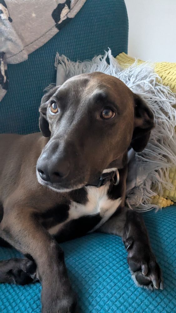 A handsome dog chills on the sofa.