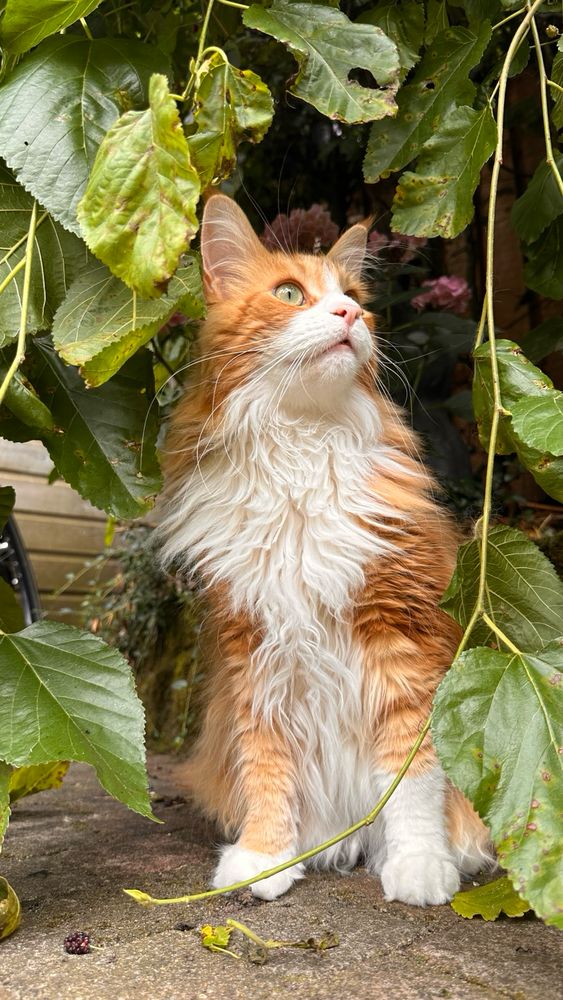 Orange in between plants 
