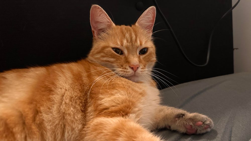Washy the cat looking at you