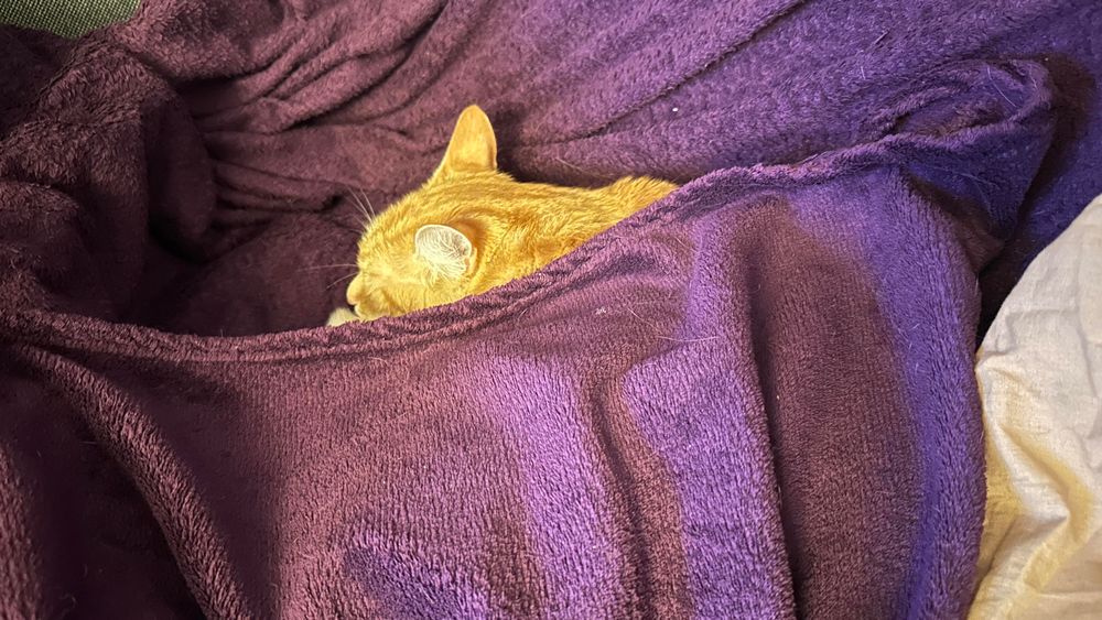 Washy under his blanket on the couch