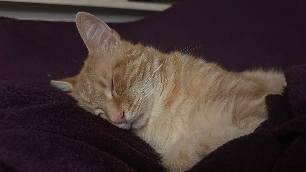 Washy the sleepy cat under his purple blanket