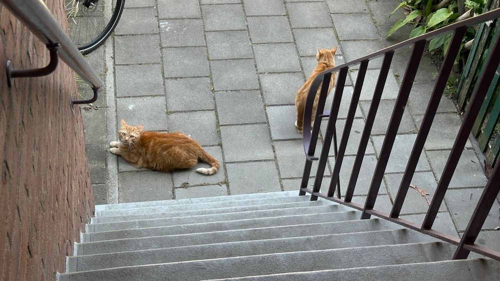 George and Washy down stairs 