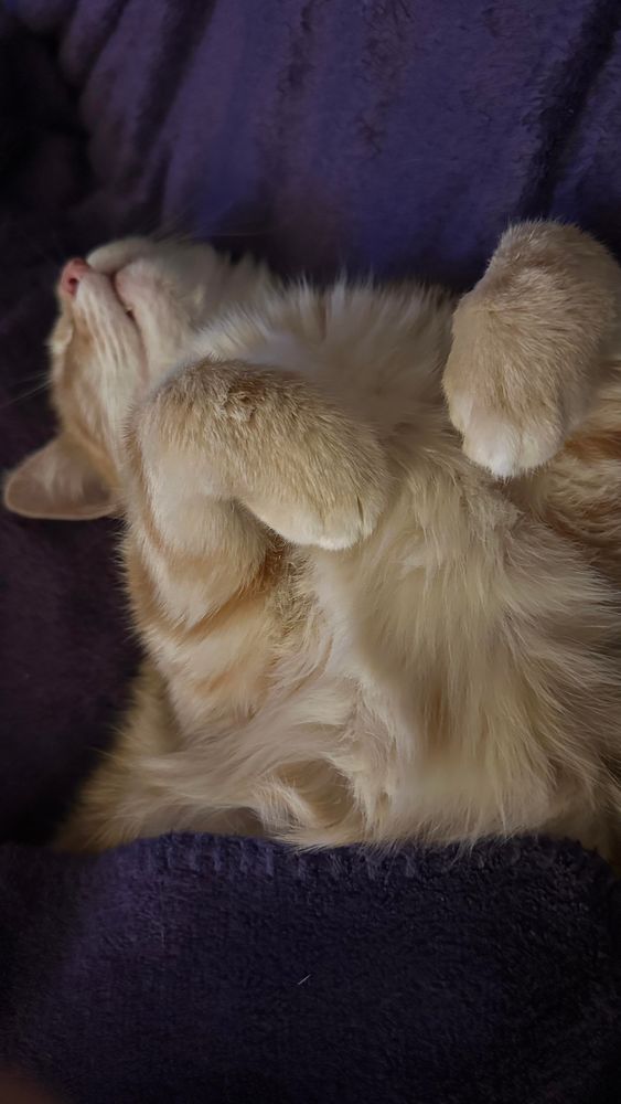 Sleepy Washy the cat