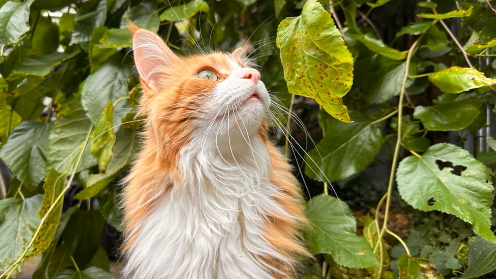 Orange seeing a birb flying over and looking up 
