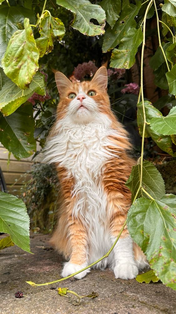 Orange in the bushes 