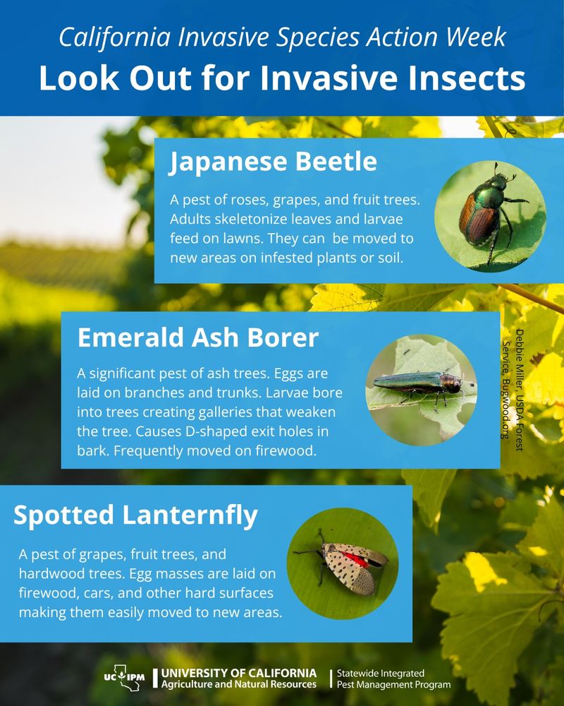 Text with photos of insects: Look Out for Invasive Insects. Japanese beetle: A pest of roses, grapes, and fruit trees. Adults skeletonize leaves and larvae feed on lawns. They can  be moved to new areas on infested plants or soil. Emerald ash borer: A significant pest of ash trees. Eggs are laid on branches and trunks. Larvae bore into trees creating galleries that weaken the tree. Causes D-shaped exit holes in bark. Frequently moved on firewood. Spotted lanternfly: A pest of grapes, fruit trees, and hardwood trees. Egg masses are laid on firewood, cars, and other hard surfaces making them easily moved to new areas.