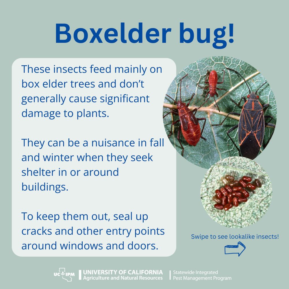 Two photos of insects, one of three life stages of black and red boxelder bugs and one of red boxelder bug eggs on a leaf. Text next to the photos says "Boxelder bug! These insects feed mainly on box elder trees and don’t generally cause significant damage to plants. They can be a nuisance in fall and winter when they seek shelter in or around buildings. To keep them out, seal up cracks and other entry points around windows and doors. Swipe to see lookalike insects!"