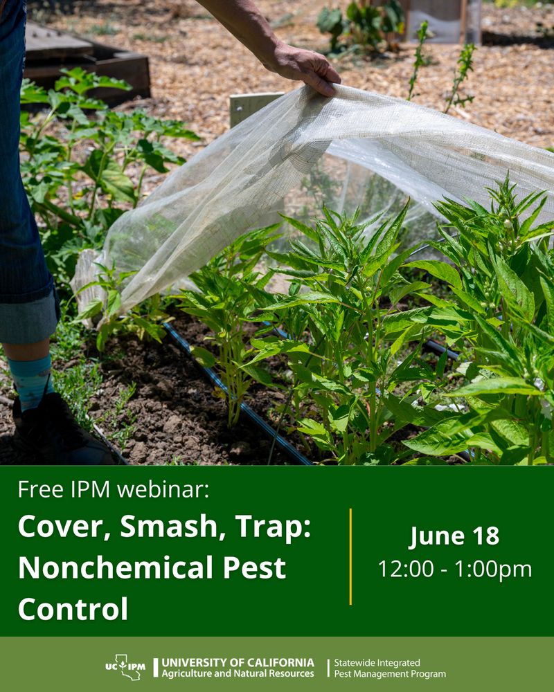 Nonchemical pest management webinar on June 18, 2025 from 12:00 to 1:00pm hosted by UC IPM