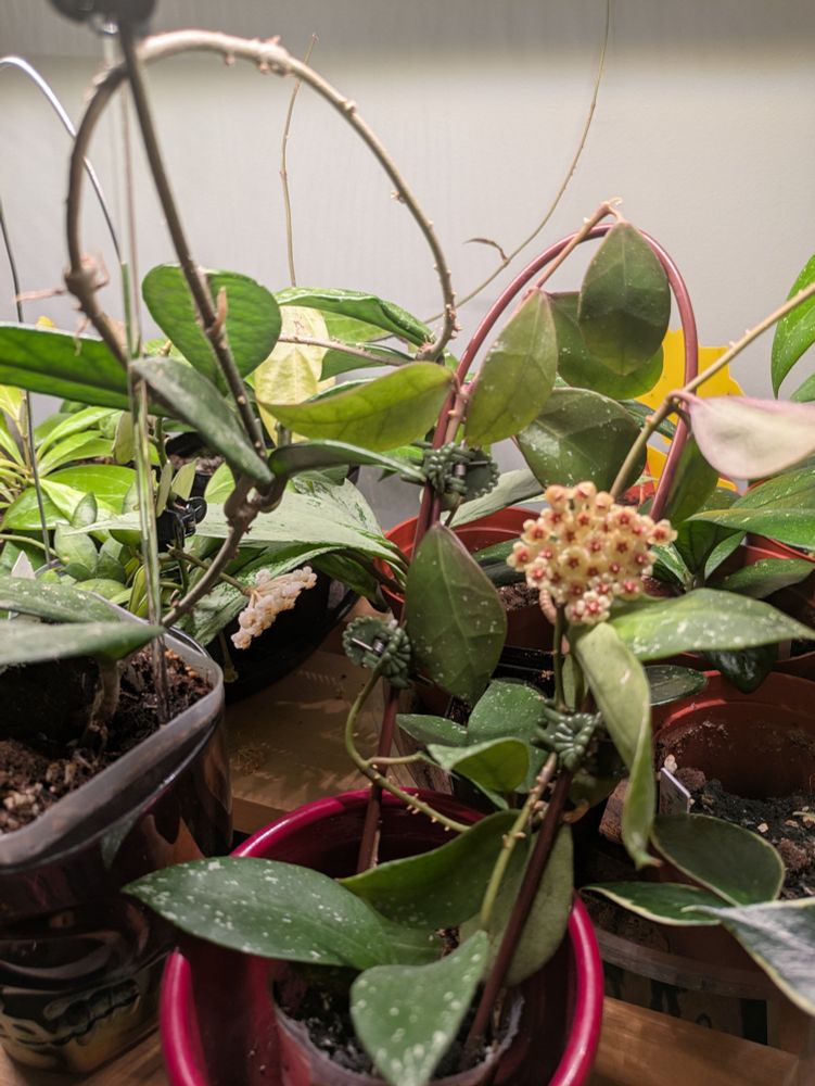 A close up of a Hoya plant. It is on a trellis and has green leaves. It has several flowers blooming in a cluster. The flowers are white with a red center