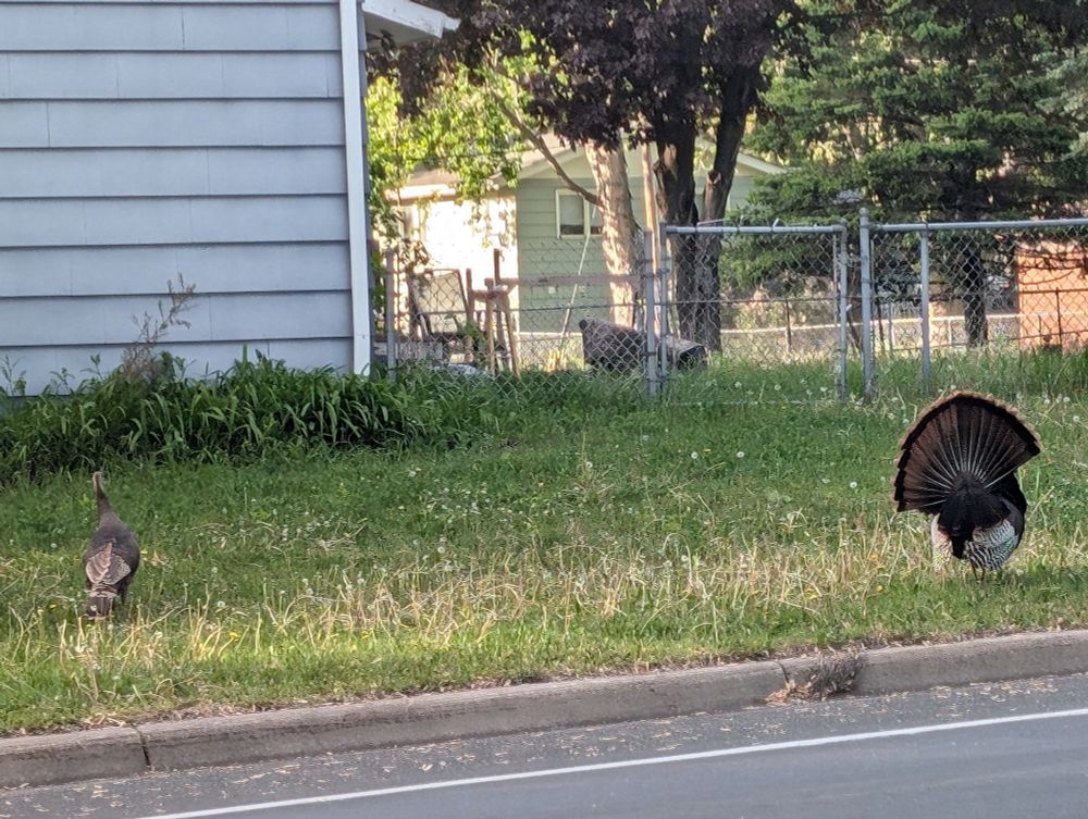 A male turkey fanning his tail feathers to get attention from a female turkey who buys him warily. They're standing on the lawn of a suburban yard