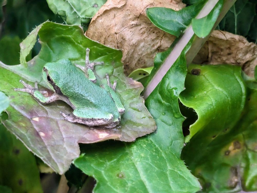 A small green frog with black stripes across his nose and eyes is sitting on the end of a turnip leaf.
