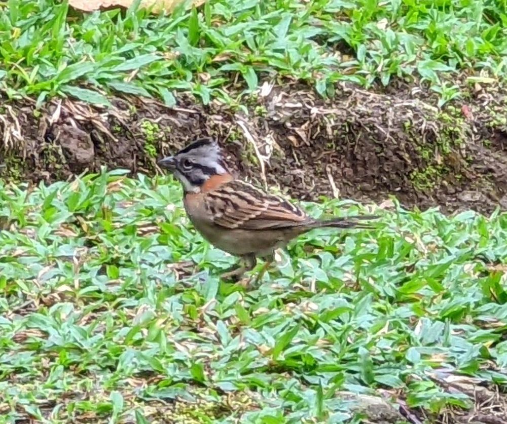Bird with a stubby grey bill, and a grey head with broad black stripes on the sides, and thinner stripes through the eye and below the cheeks. The nape and breast sides are rufous, and the upperparts are black-streaked buff-brown with white wing bars. The throat is white, and the underparts are off-white, becoming brown on the flanks and with a black breast patch. Description taken from Wikipedia 