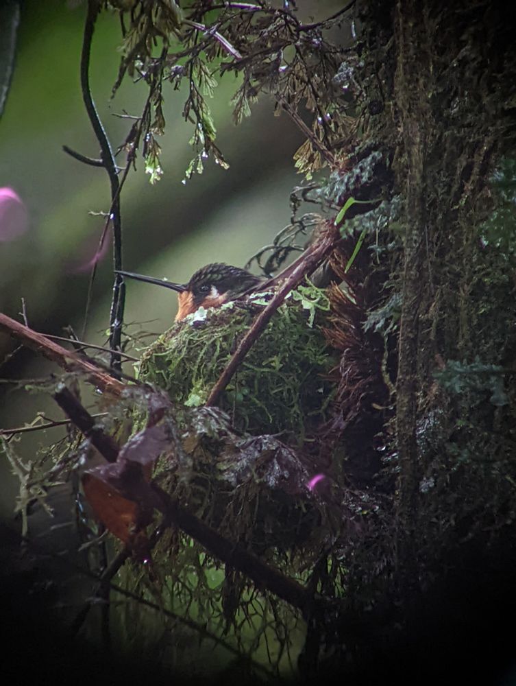 Hummingbird's head and beak showing out of the top of a mossy looking nest.