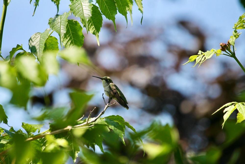 Hummingbird sitting on a branch of Trumpet vine.