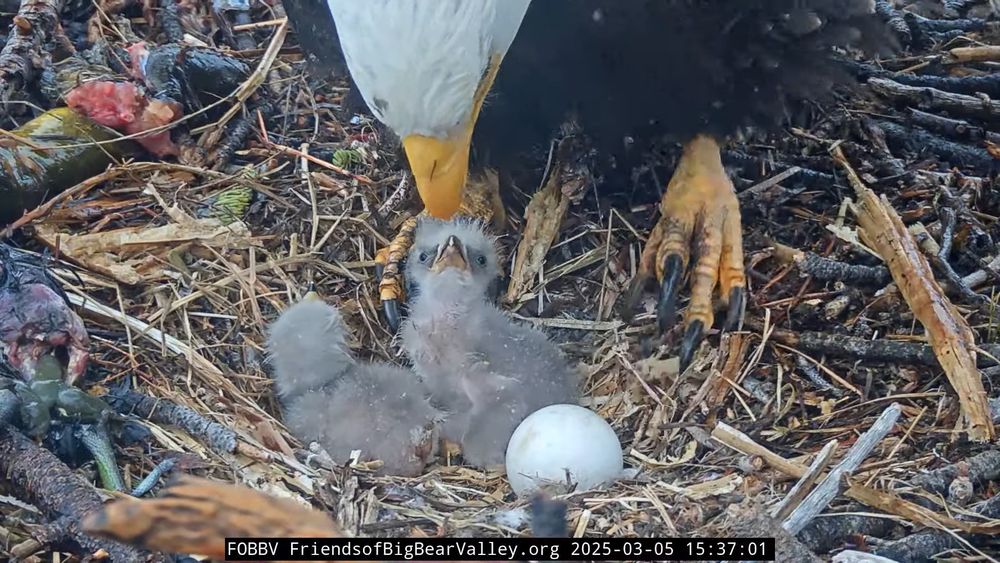 Two newborn eaglets are in their nest with an egg. One of the parents is gently feeding one of the babies.