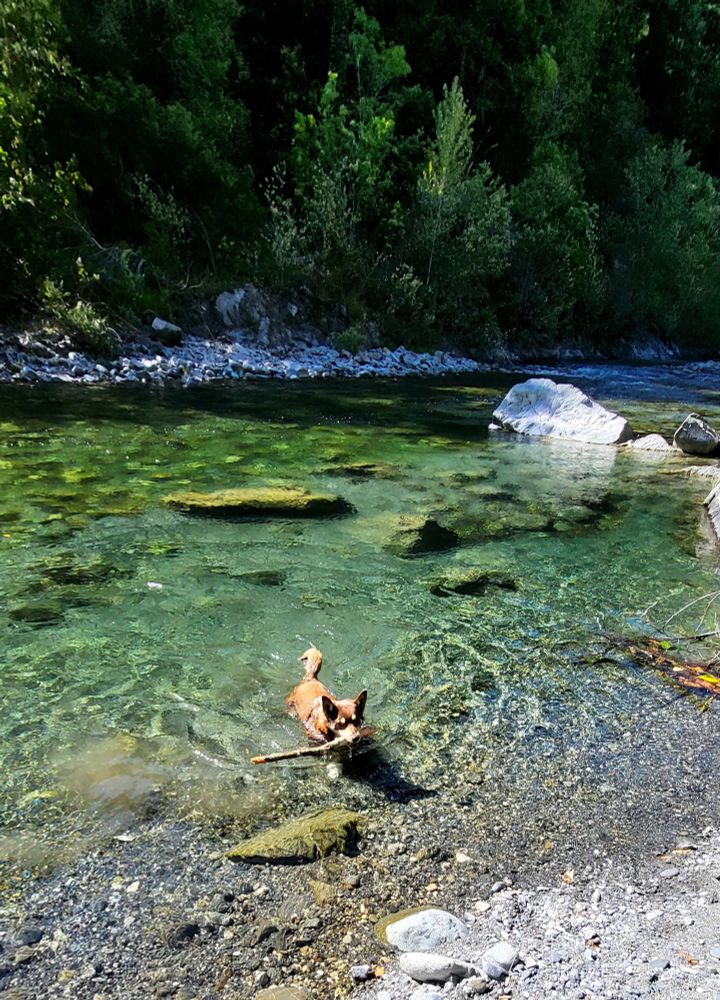 Blue fetching a stick and swimming towards the sandy shore in the beautiful blue/green clear creek. 