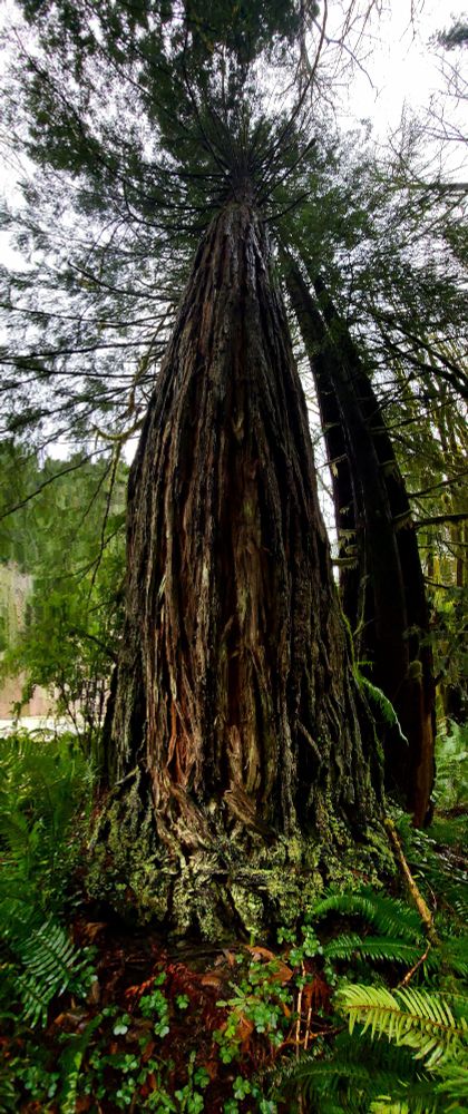 Panoramic photo of a coastal redwood tree with an understory of ferns & oxalis - the bark is robust & complex with lichens & moss colonizing the base.