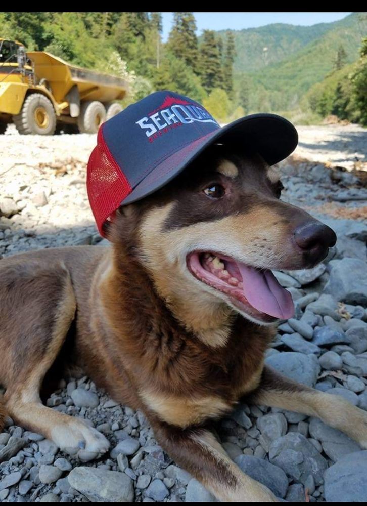 Wiley lying down at our stream restoration site wearing a Seaquake Brewery hat smiling & panting as huge heavy equipment worked behind hims. He was the best at construction sites - very calm & stayed out of danger.