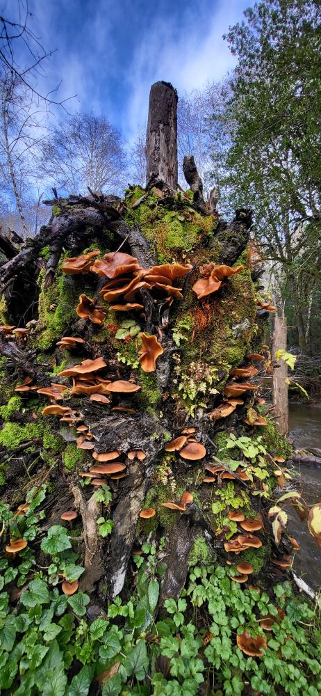 Clusters of brown mushrooms sprouting from a decaying tree trunk that is also covered in moss, lichen, & little plants. A Blue sky with thin white clouds in the background.