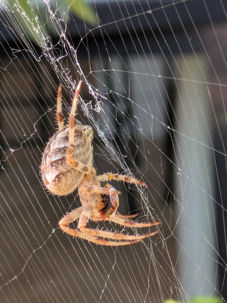The spider hanging conveniently at face height