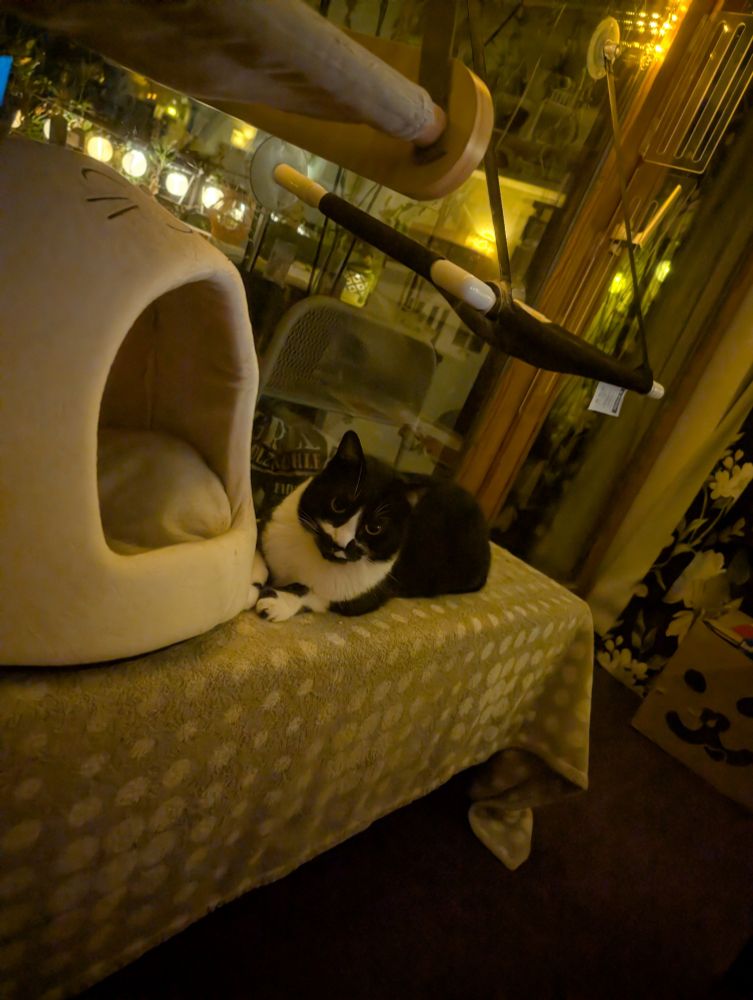 

Auf dem Bild sitzt eine schwarz-weiße Katze auf einer weichen, beigefarbenen Decke, die über einer Heizung liegt. Links neben der Katze steht ein helles, kuppelartiges Katzenbett mit einer großen Öffnung. Hinter der Katze sieht man ein Fenster, in dem sich warmes, gelbliches Licht von draußen spiegelt. Am Fenster ist außerdem eine Hängematte befestigt. Die Atmosphäre ist insgesamt warm und gemütlich, geprägt von sanfter Beleuchtung und vielen katzenfreundlichen Einrichtungsgegenständen.
