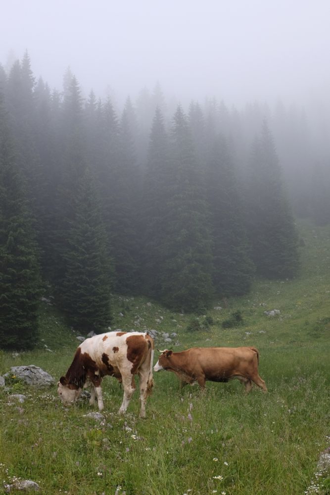 23mm photo of two cows grazing in a field, with a backdrop of colossal pine trees stretching into the clouds