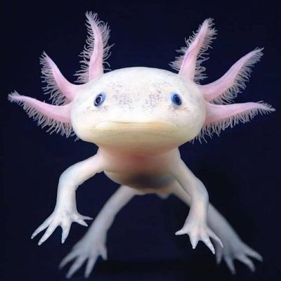 Axolotl me en mode rebirth today
