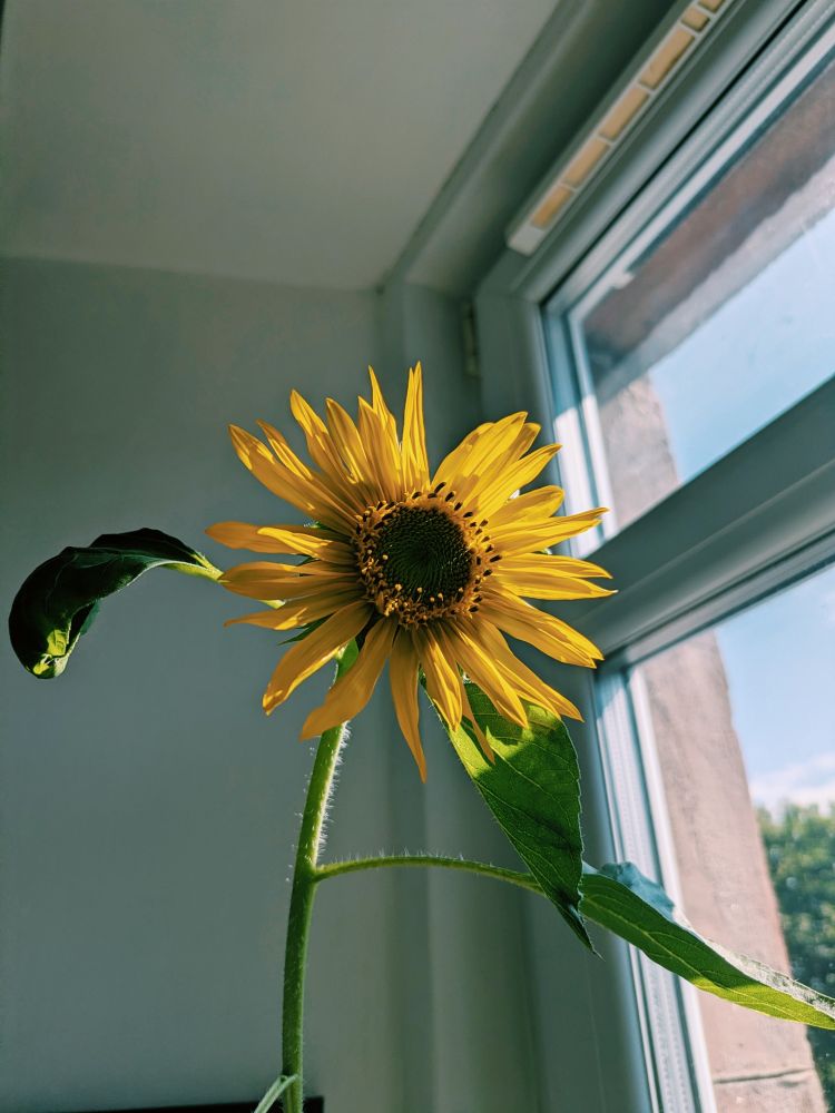 A blooming sunflower