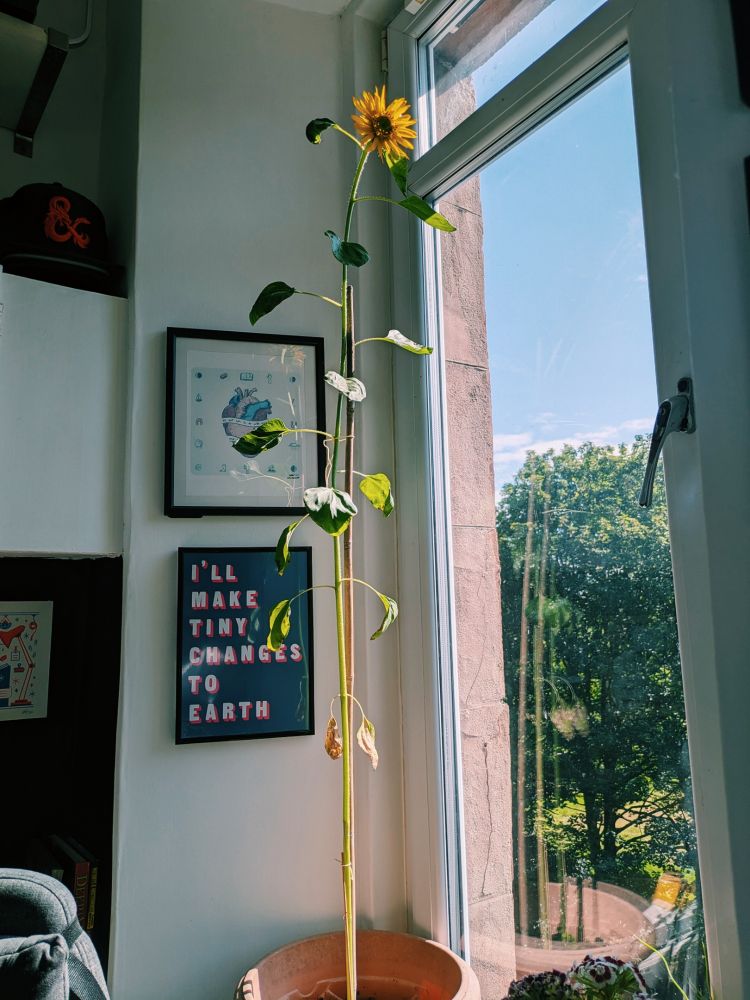A potted sunflower blooming by a window