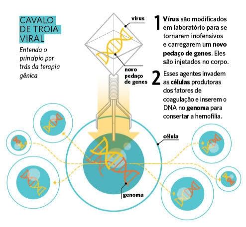 Esta imagem ilustra o conceito de "Cavalo de Troia Viral", uma analogia para descrever como a terapia gênica funciona. Aqui está uma descrição detalhada:

1. Descrição do processo:

Vírus são modificados em laboratório para se tornarem inofensivos. Eles são carregados com um novo pedaço de genes, que será inserido no organismo para corrigir um defeito genético, como na hemofilia.

Após a modificação, esses vírus são injetados no corpo.



2. Ação no corpo:

Os vírus agem como agentes de transporte e invadem as células produtoras dos fatores de coagulação, inserindo o novo DNA no genoma da célula. Isso permite que o novo gene corrija a condição genética, como a hemofilia, ao restaurar a função de coagulação do sangue.




A imagem ilustra o vírus contendo o novo pedaço de genes, que é injetado em células-alvo. O novo material genético é representado como uma fita de DNA que interage com o genoma da célula, corrigindo o problema genético original.