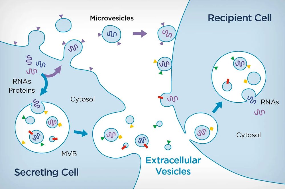 Blue secreting cell sends off bubbles (extracellular vesicles) holding RNA and proteins that are absorbed into a second blue recipient cell. 