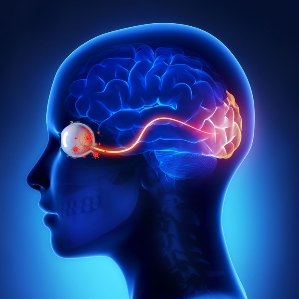 silouette of head and neck. eye and optic nerve seen. Optic nerve travels to back of brain. Photo is in dark blue. brain is dark blue and eye and nerve are red.