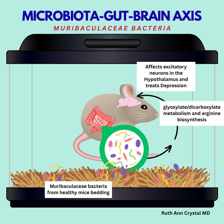 light aqua background. Cage with a light brown mouse shows that gut microbiota (bacteria) in its intestines (pink and red) affect the mouse's brain (pink). There is brown nesting material in the bottom of the cage and colorful bacteria. 