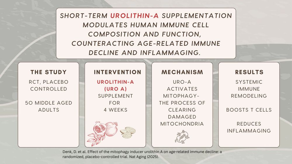 Describes the study showing Urolithin-A supplementation modulates immune remodeling, boosts T cells and reduces inflammaging. Colors are grey and tan with the word Urolithin-A in red.