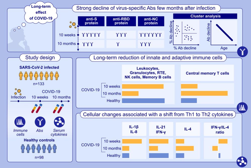 Differential decline of SARS‐CoV‐2‐specific antibody levels, innate and adaptive immune cells, and shift of Th1/inflammatory to Th2 serum cytokine levels long after first COVID‐19