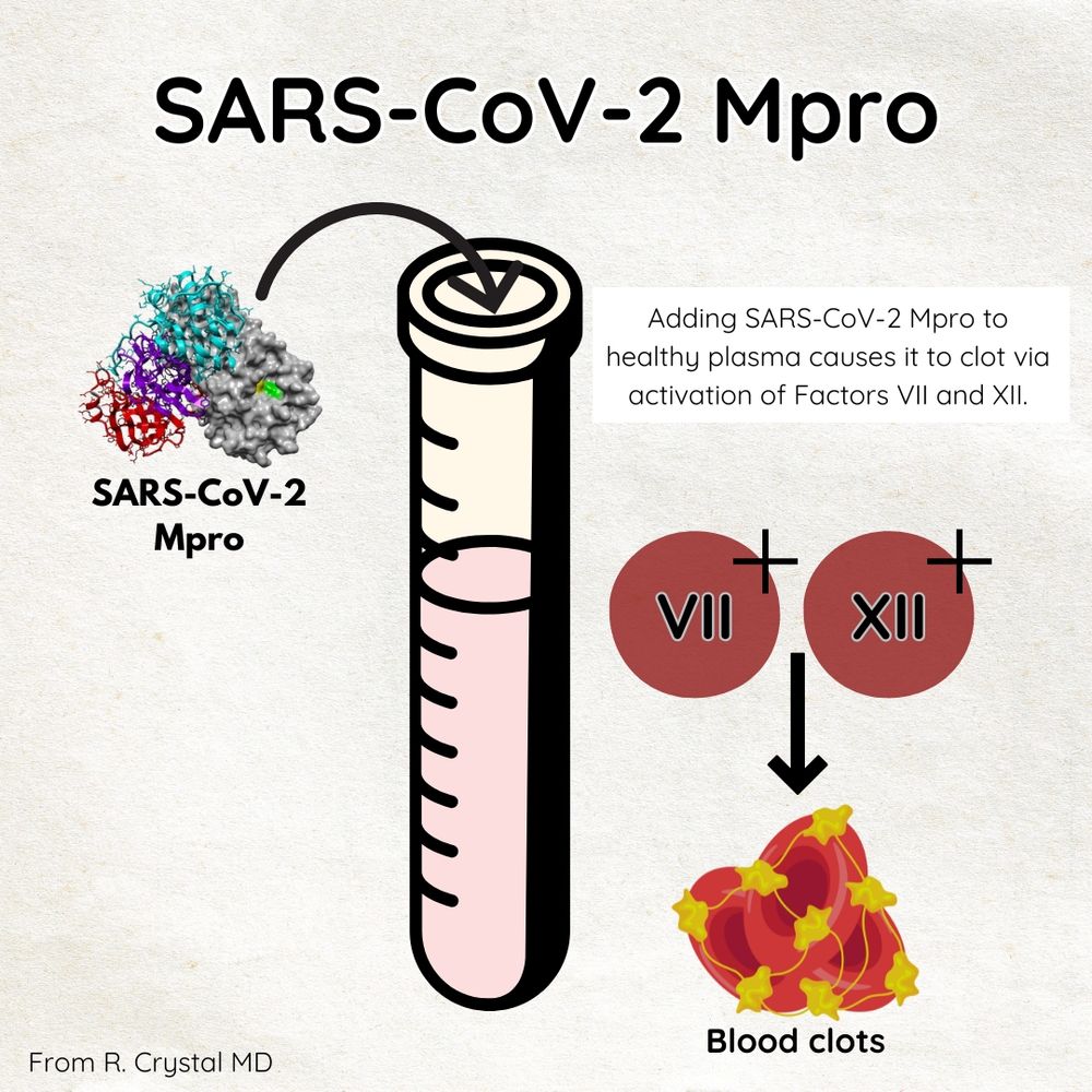 adding SARS-CoV-2 Mpro (in red, purple, blue, gray, little green) to a test tube with pink plasma, causes activation of VII and XII (red circles) to make a blood clot (RBCs with yellow platelets and yellow fibrin)