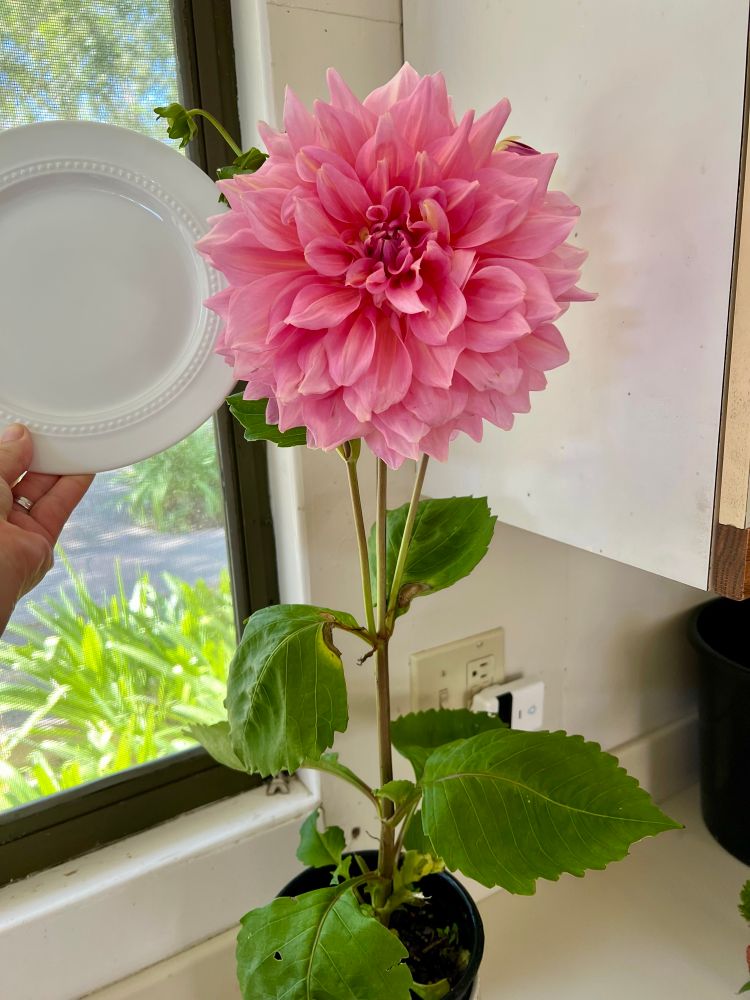 A giant pink flower with green leaves next to a small dinner plate in white.