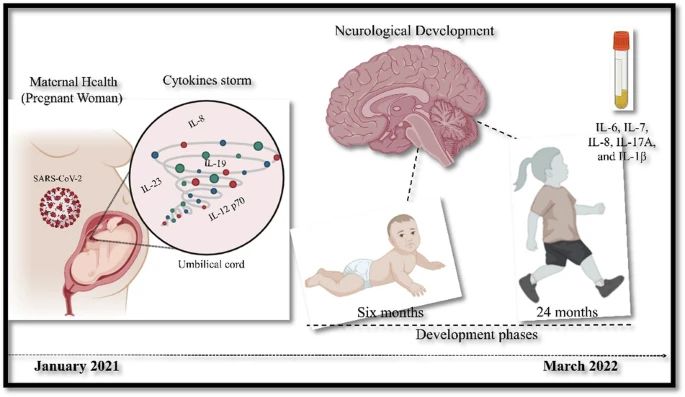 on left, pregnancy and sars cov2 infection, leads to cytokine storm in fetus. This affects brain development at age 6 and age 24 months.