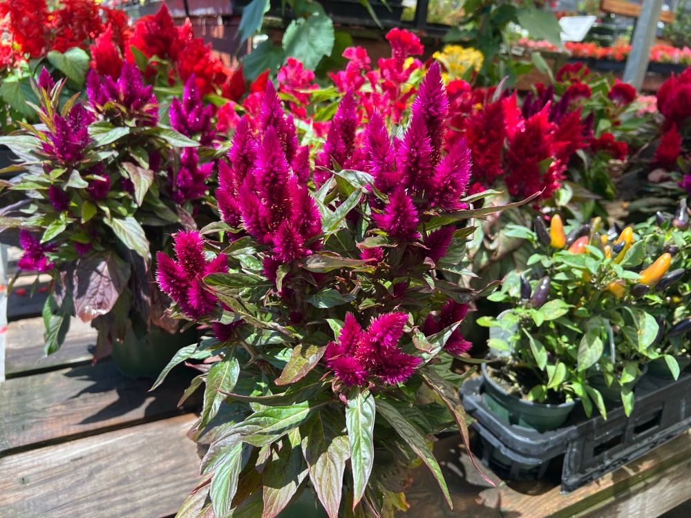 Purple and red and yellow Celosia flowers (Cone shapes and twisted shapes,) in vibrant colors next to some small ornamental peppers in yellows and purples.