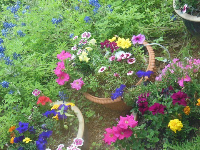 Three planters with brightly coloured flowers spilling over, and a huge mass of green and blue flowers growing around them