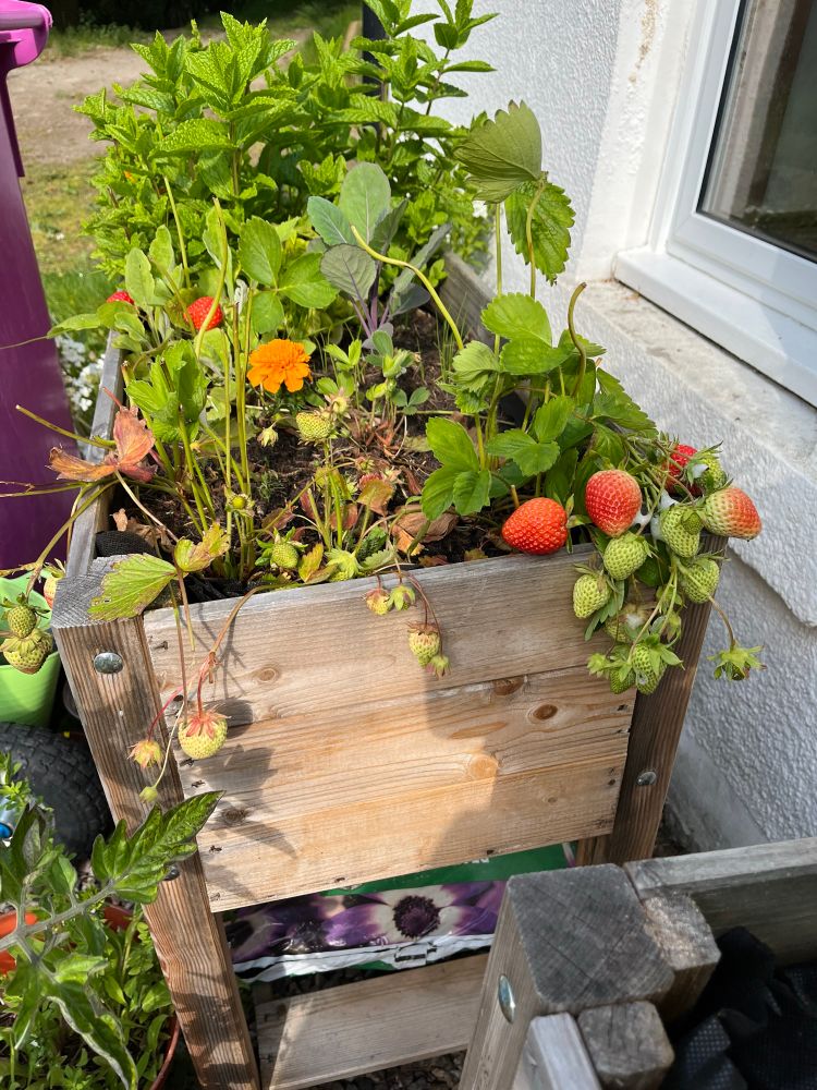 raised wooden planter with strawberry plants at our end - some fruits nearly ripe, others still small and green. The riot up the other end is mostly mint, which is hiding the french beans. YUM