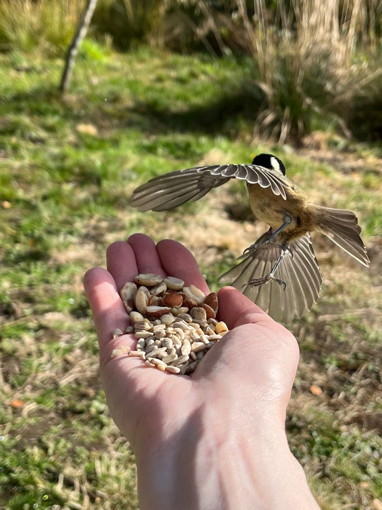 another takeoff shot - this time the coal tit is going away, giving us a show of delicately white-edged flight feathers. Honestly, for such a teeny bird there seems to be a LOT of wing