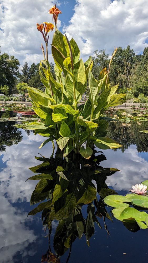 Water feature at botanical gardens