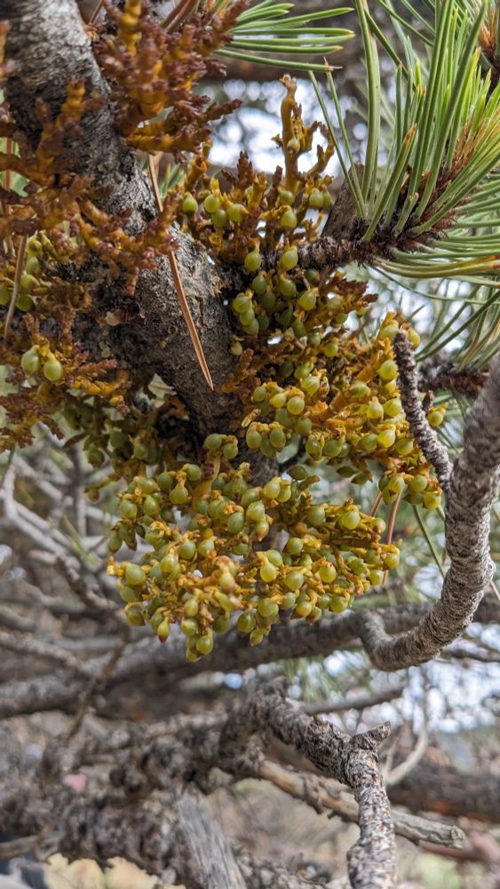 Dwarf mistletoe