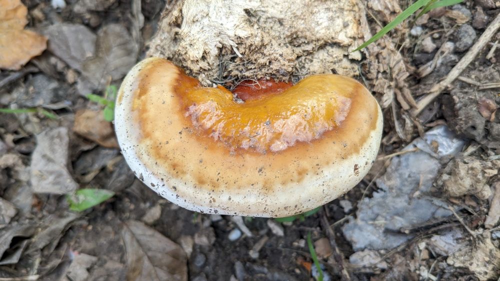 Ganoderma mushroom conk on a stump
